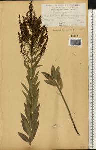 Вероника ненастоящая, Вероника сомнительная L., Восточная Европа, Центральный лесостепной район (E6) (Россия)