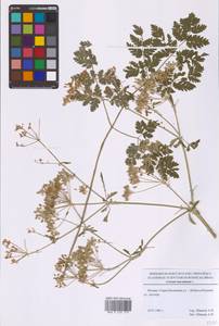 Кориандр посевной, Кинза L., Восточная Европа, Московская область и Москва (E4a) (Россия)