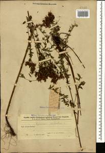 Зверобой продырявленный L., Кавказ, Азербайджан (K6) (Азербайджан)