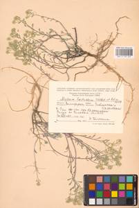 Odontarrhena tortuosa subsp. tortuosa, Восточная Европа, Нижневолжский район (E9) (Россия)