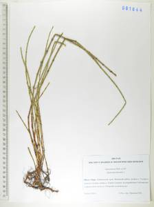 Хвощ приречный, Хвощ топяной L., Сибирь, Дальний Восток (S6) (Россия)