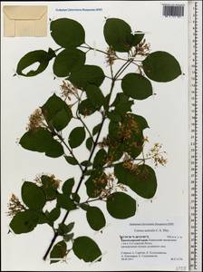 Свидина южная (C.A.Mey.) Jáv., Кавказ, Краснодарский край и Адыгея (K1a) (Россия)