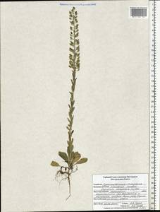 Клоповник полевой, Кресс полевой (L.) W.T.Aiton, Восточная Европа, Центральный лесостепной район (E6) (Россия)