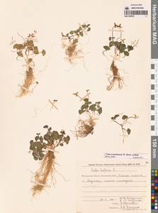 Viola crassa subsp. avatschensis (W.Becker & Hultén) Espeut, Сибирь, Чукотка и Камчатка (S7) (Россия)