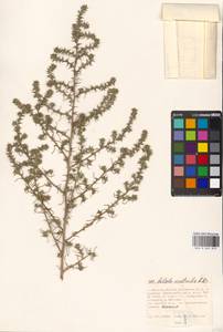 Солянка обыкновенная, Солянка сорная L., Восточная Европа, Московская область и Москва (E4a) (Россия)