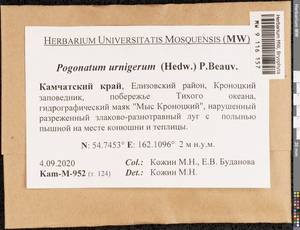 Pogonatum urnigerum (Hedw.) P. Beauv., Гербарий мохообразных, Мхи - Чукотка и Камчатка (B21) (Россия)