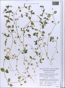 Звездчатка средняя, Мокрица (L.) Vill., Восточная Европа, Северный район (E1) (Россия)