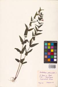 MHA 0 155 398, Шлемник обыкновенный L., Восточная Европа, Восточный район (E10) (Россия)