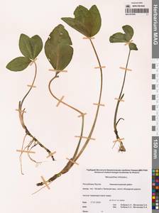 Вахта трехлистная L., Сибирь, Якутия (S5) (Россия)