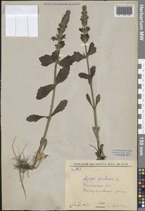 Живучка женевская L., Восточная Европа, Центральный лесостепной район (E6) (Россия)