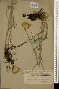 Псефеллюс красивейший (Willd.) Wagenitz, Кавказ, Армения (K5) (Армения)