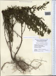 Полынь веничная, Полынь метельчатая Waldst. & Kit., Крым (KRYM) (Россия)