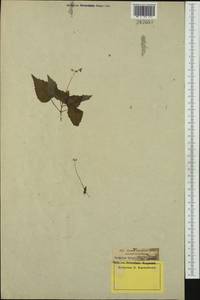 Circaea ×intermedia Ehrh., Восточная Европа, Латвия (E2b) (Латвия)