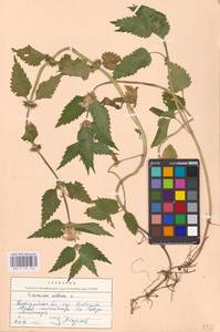 MHA 0 154 436, Яснотка белая, Глухая крапива L., Восточная Европа, Северо-Западный район (E2) (Россия)