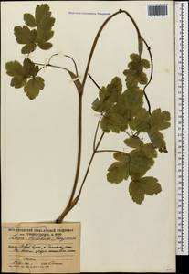 Лазурник трехлопастный (L.) Borkh., Кавказ, Южная Осетия (K4b) (Южная Осетия)