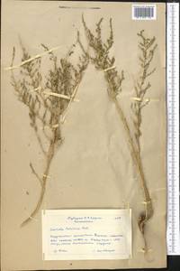 Nitrosalsola laricina (Pall.) Theodorova, Средняя Азия и Казахстан, Северный и Центральный Казахстан (M10) (Казахстан)