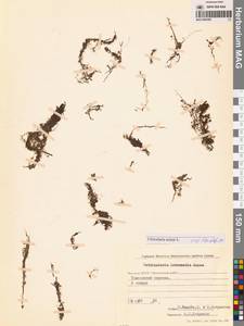 Пузырчатка малая L., Сибирь, Якутия (S5) (Россия)