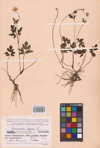 Лютик ползучий L., Восточная Европа, Северный район (E1) (Россия)