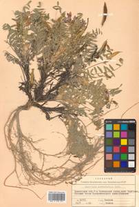 Остролодочник камчатский Hultén, Сибирь, Чукотка и Камчатка (S7) (Россия)