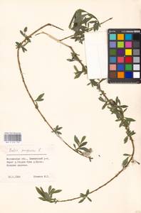 Ива пурпурная, Ива пурпуровая L., Восточная Европа, Московская область и Москва (E4a) (Россия)