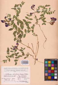 Lathyrus japonicus var. japonicus, Восточная Европа, Северный район (E1) (Россия)