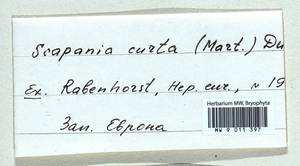 Scapania curta (Mart.) Dumort., Гербарий мохообразных, Мхи - Западная Европа (BEu) (Неизвестно)