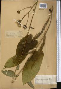 Скерда сибирская L., Средняя Азия и Казахстан, Джунгарский Алатау и Тарбагатай (M5) (Казахстан)