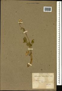 Astrantia major subsp. biebersteinii (Fisch. & C. A. Mey.) I. Grint., Кавказ, Ставропольский край, Карачаево-Черкесия, Кабардино-Балкария (K1b) (Россия)