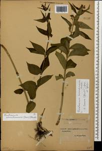 Ластовень ласточкин Medik., Кавказ, Ставропольский край, Карачаево-Черкесия, Кабардино-Балкария (K1b) (Россия)