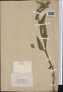 Pentanema britannicum (L.) D.Gut.Larr., Santos-Vicente, Anderb., E.Rico & M.M.Mart.Ort., Сибирь, Западный (Казахстанский) Алтай (S2a) (Казахстан)