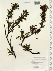 Sibiraea angustata (Rehder) Hand.-Mazz., Зарубежная Азия (ASIA) (КНР)