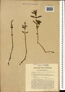 Bergia capensis L., Кавказ, Азербайджан (K6) (Азербайджан)