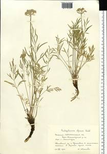 Толстореберник мутеллиновидный (Crantz) Holub, Сибирь, Западный (Казахстанский) Алтай (S2a) (Казахстан)