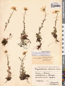 Chrysanthemum zawadzkii subsp. peleiolepis (Trautv.) Zuev, Сибирь, Чукотка и Камчатка (S7) (Россия)