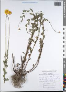 Cota tinctoria subsp. tinctoria, Кавказ, Черноморское побережье (от Новороссийска до Адлера) (K3) (Россия)