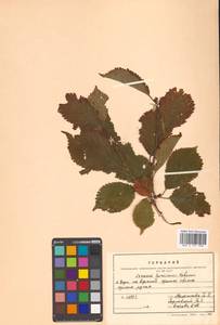 Prunus nipponica var. kurilensis (Miyabe) E. H. Wilson, Сибирь, Дальний Восток (S6) (Россия)