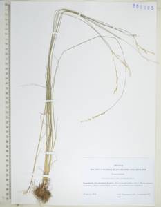 KHA6165, Мятлик оттянутый Trin., Сибирь, Дальний Восток (S6) (Россия)
