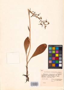 Любка зеленоцветковая (Custer) Rchb., Восточная Европа, Белоруссия (E3a) (Белоруссия)