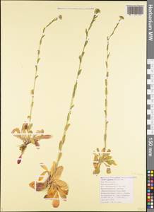 Резуха стреловидная (Bertol.) DC., Кавказ, Черноморское побережье (от Новороссийска до Адлера) (K3) (Россия)