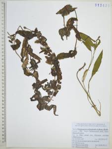 Рдест Ричардсона (A.Benn.) Rydb., Сибирь, Дальний Восток (S6) (Россия)