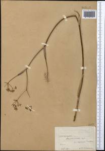 Ферула татарская Fisch. ex Spreng., Средняя Азия и Казахстан, Северный и Центральный Казахстан (M10) (Казахстан)