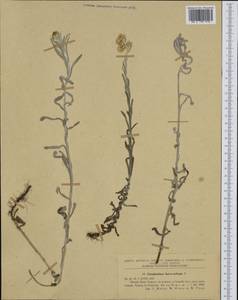 Helichrysum luteoalbum (L.) Rchb., Западная Европа (EUR) (Румыния)