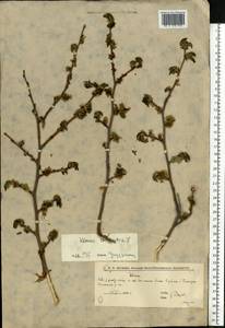 Вяз малый Mill., Восточная Европа, Нижневолжский район (E9) (Россия)