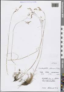 Лерхенфельдия извилистая, Овсик извилистый (L.) Drejer, Кавказ, Северная Осетия, Ингушетия и Чечня (K1c) (Россия)