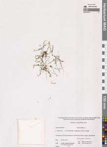 Звездчатка толстолистная Ehrh., Сибирь, Чукотка и Камчатка (S7) (Россия)