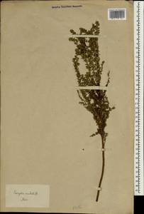 Олеария ветвистая (Labill.) Benth., Зарубежная Азия (ASIA) (Япония)