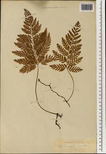 Vandenboschia cyrtotheca (Hillebr.) Copel., Зарубежная Азия (ASIA) (Неизвестно)