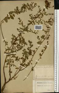 Зверобой продырявленный L., Восточная Европа, Центральный лесной район (E5) (Россия)