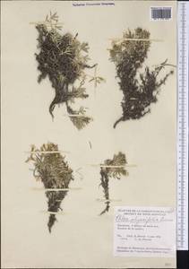 Phlox alyssifolia Greene, Америка (AMER) (Канада)
