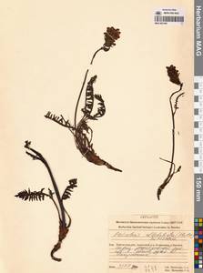 Мытник новоземельский (Hultén) Kozhevn., Сибирь, Чукотка и Камчатка (S7) (Россия)